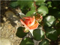 be79bd8b-Picture 2587.jpg